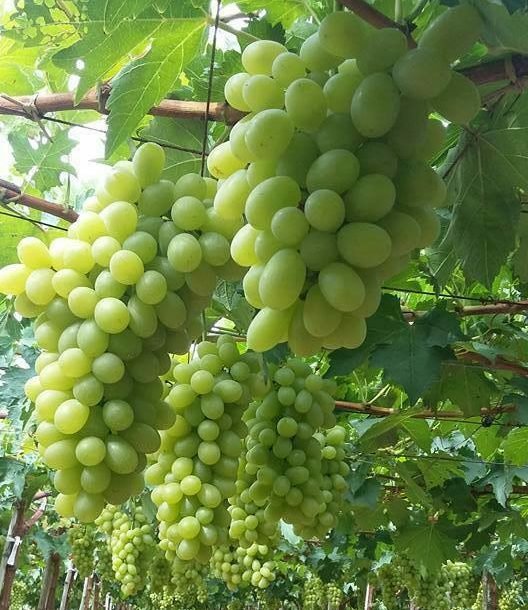 Nho xanh ninh thuận