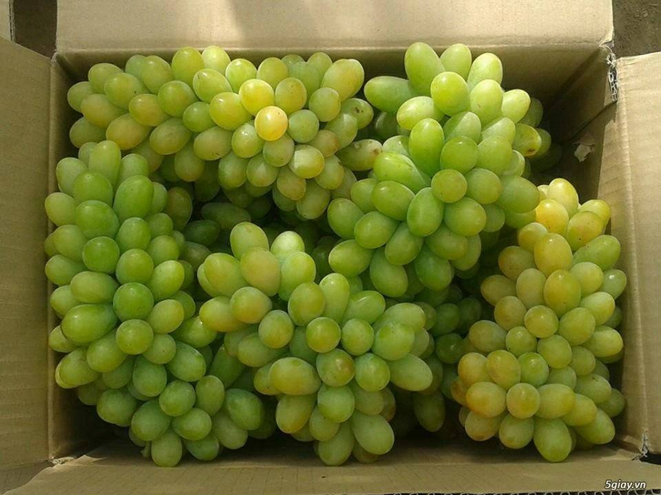 Nho xanh ninh thuận