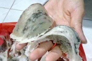 Yến Sào Ninh Thuận Nguyên Chất