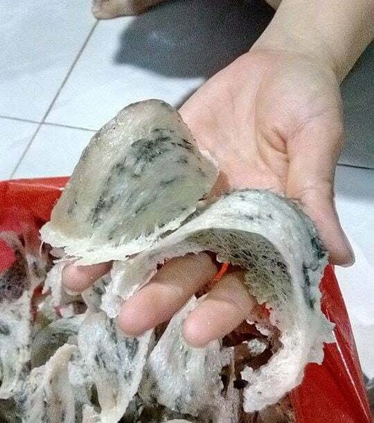 Yến Sào Ninh Thuận Nguyên Chất