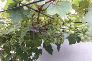 trồng nho trên san thượng