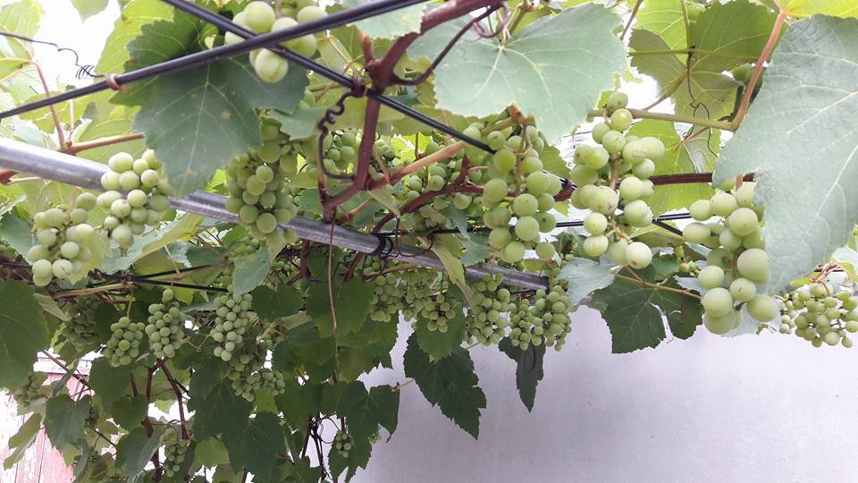 trồng nho trên san thượng