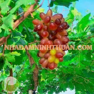 Chất bổ từ quả nho