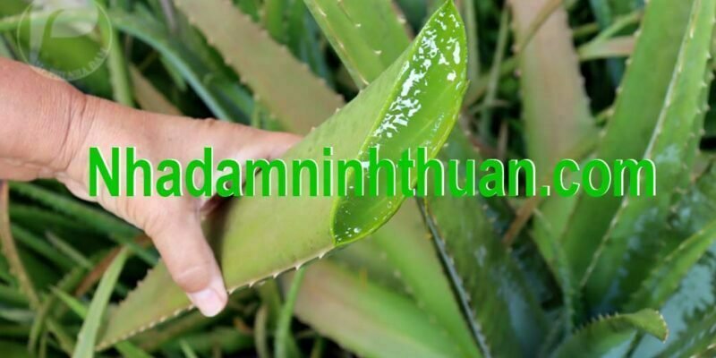 thu lá nha đam thái