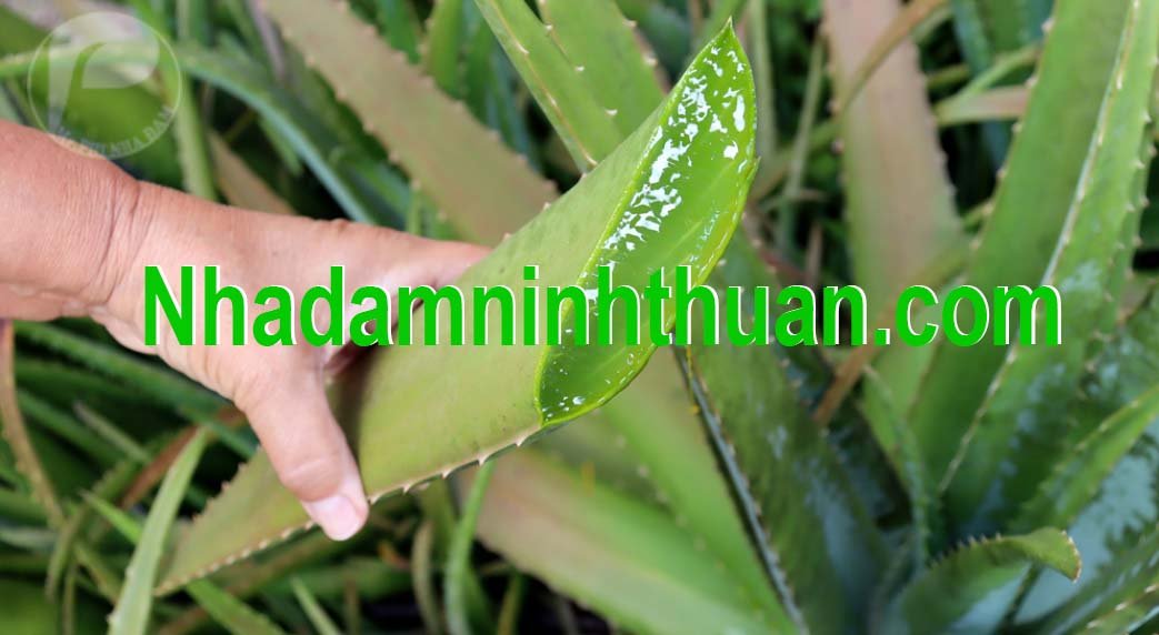 thu lá nha đam thái