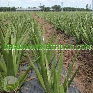 Cây Nha Đam Lợi và Hại Gì Đối Với Sức Khỏe