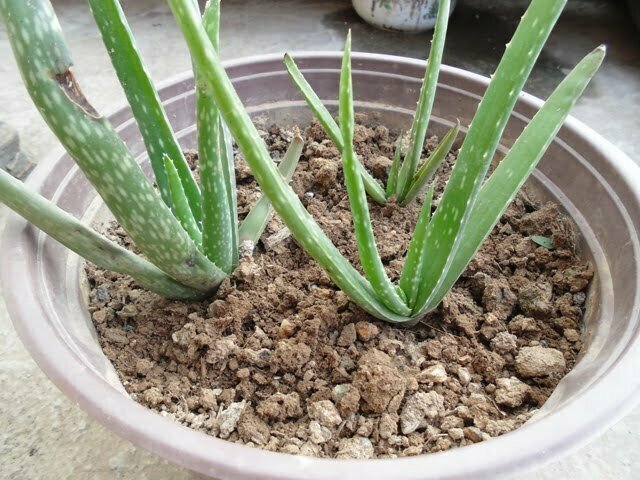 Nha Đam Giống và La Nha Đam Ninh Thuận