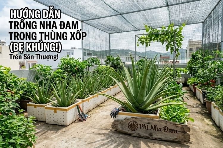 Hướng Dẫn Cách Trồng Nha Đam Trong Thùng Xốp Trên Sân Thượng (Bẹ Khủng)