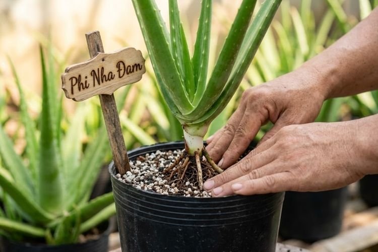 Kỹ thuật lấp đất vừa tới cổ rễ cây nha đam Thái