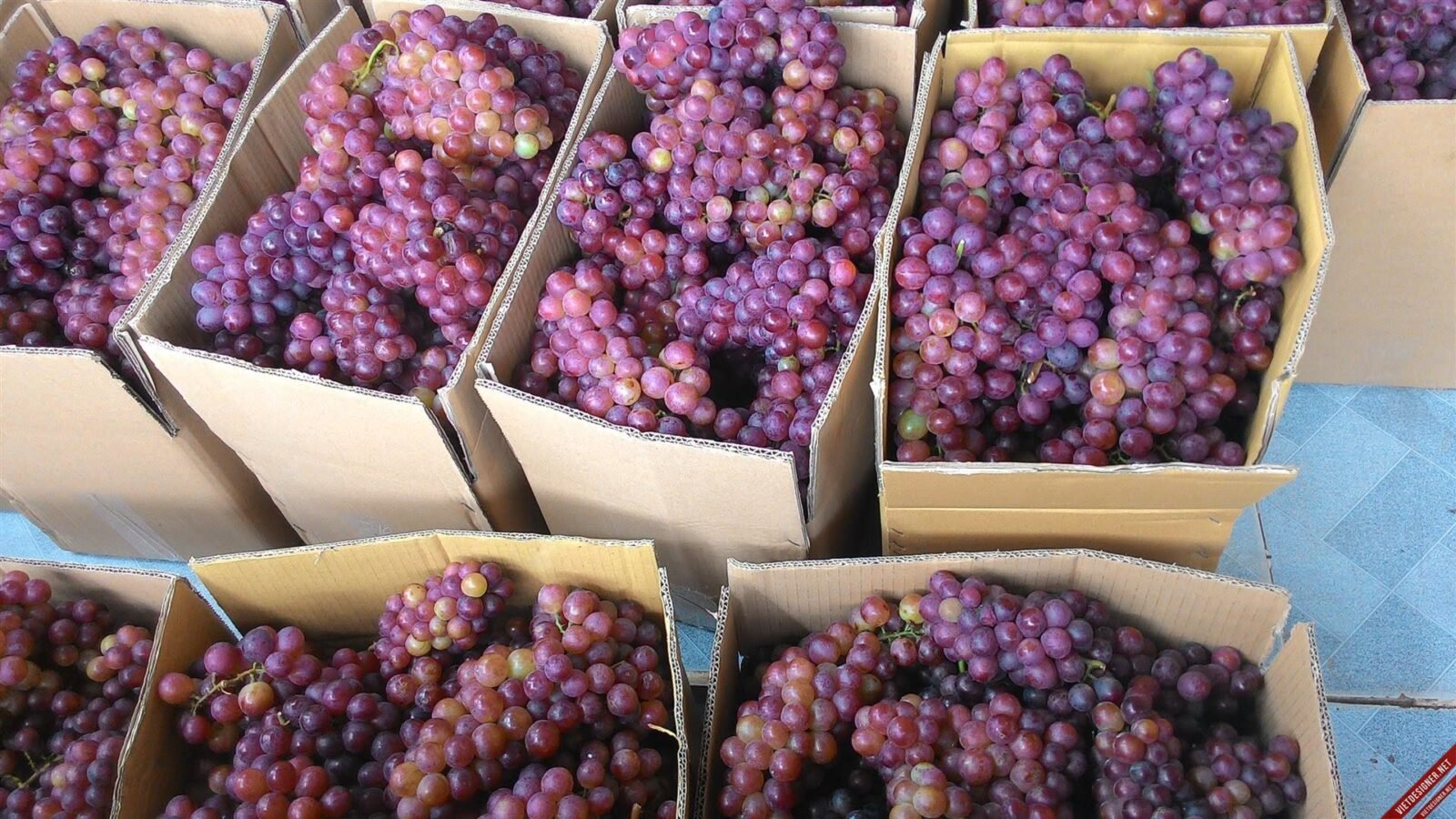 Nho đỏ ninh thuận