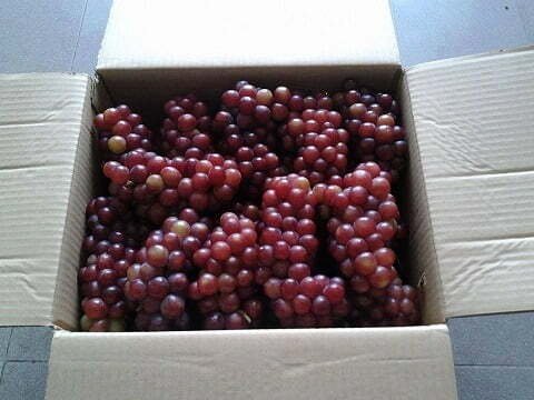 Nho đỏ ninh thuận