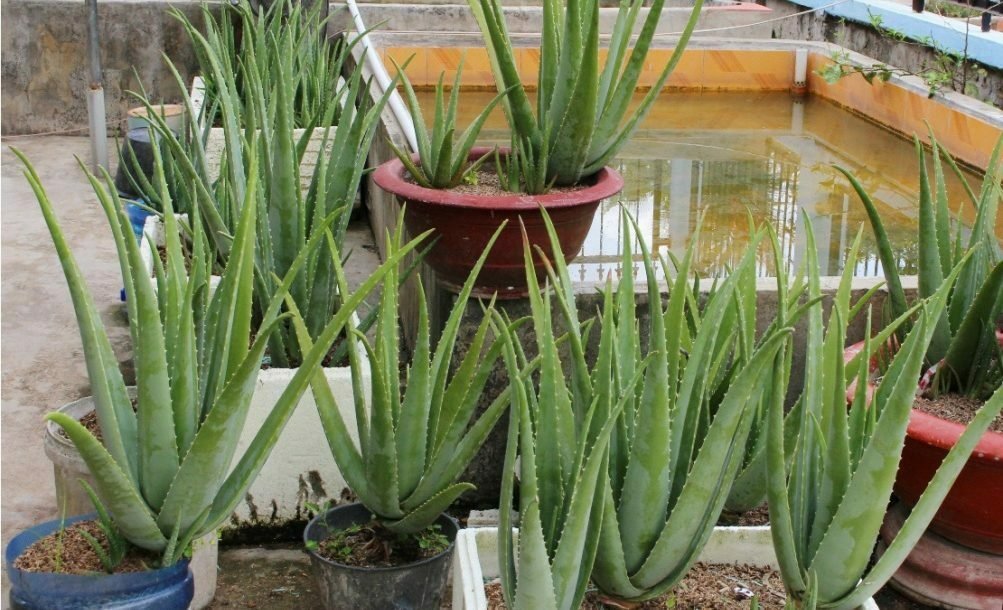 trong nha dam trong-thung xop lai nua trieu dong ngay