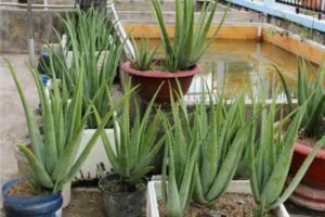 trong nha dam trong-thung xop lai nua trieu dong ngay