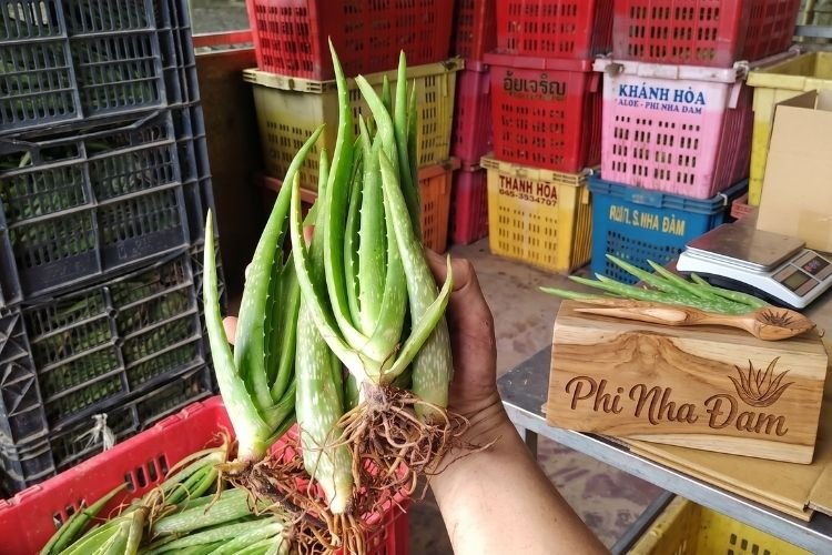 Cây giống nha đam Thái rễ khỏe tại rẫy Phi Nha Đam