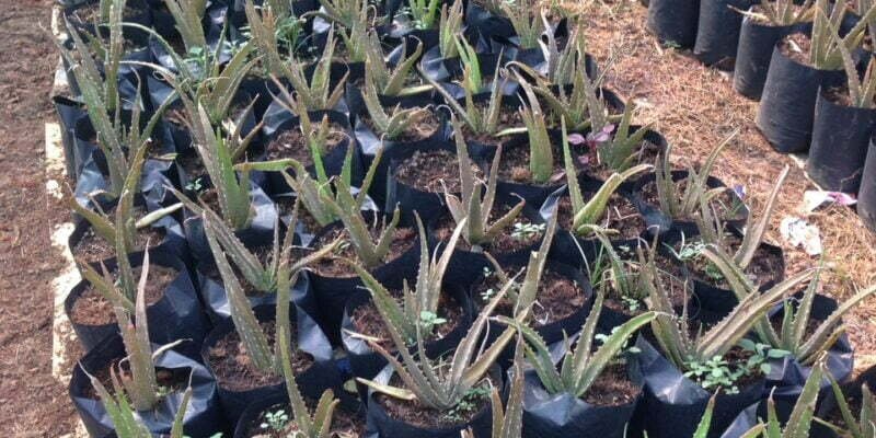 Cách Trồng cây Nha Đam Tại Nhà Hiệu Quả 2023