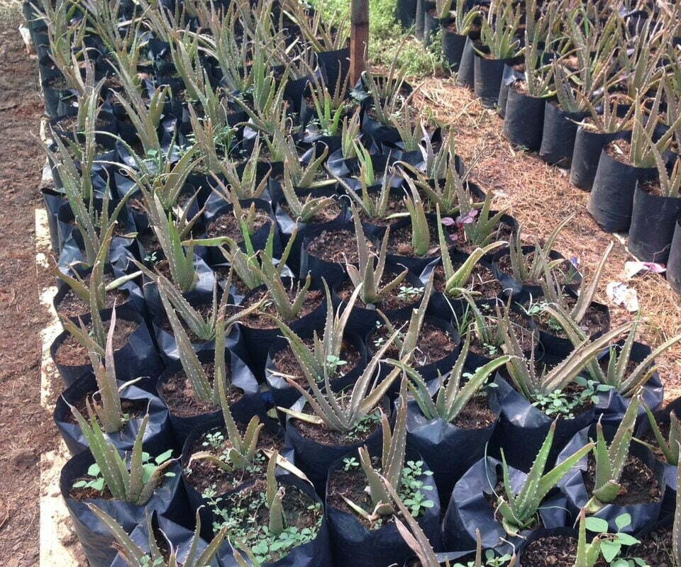 Cách Trồng cây Nha Đam Tại Nhà Hiệu Quả 2023