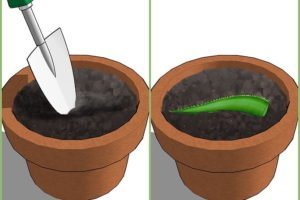 Hướng dẫn trồng cây nha đam bằng lá cực đơn giản