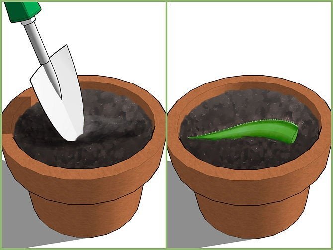 Hướng dẫn trồng cây nha đam bằng lá cực đơn giản