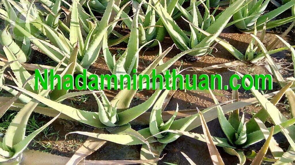 Đôn Cây Nha Đam Giống Thái