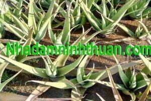 Đôn Cây Nha Đam Giống Thái