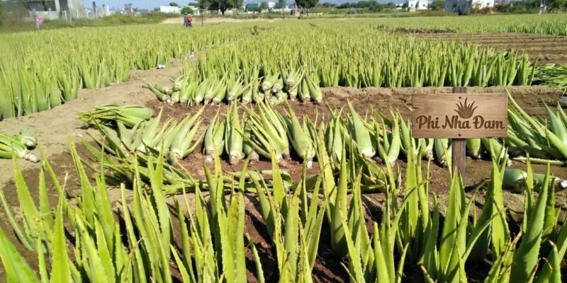 Kỹ thuật Đôn & Trồng Lại Cây Nha Đam Trưởng Thành 1
