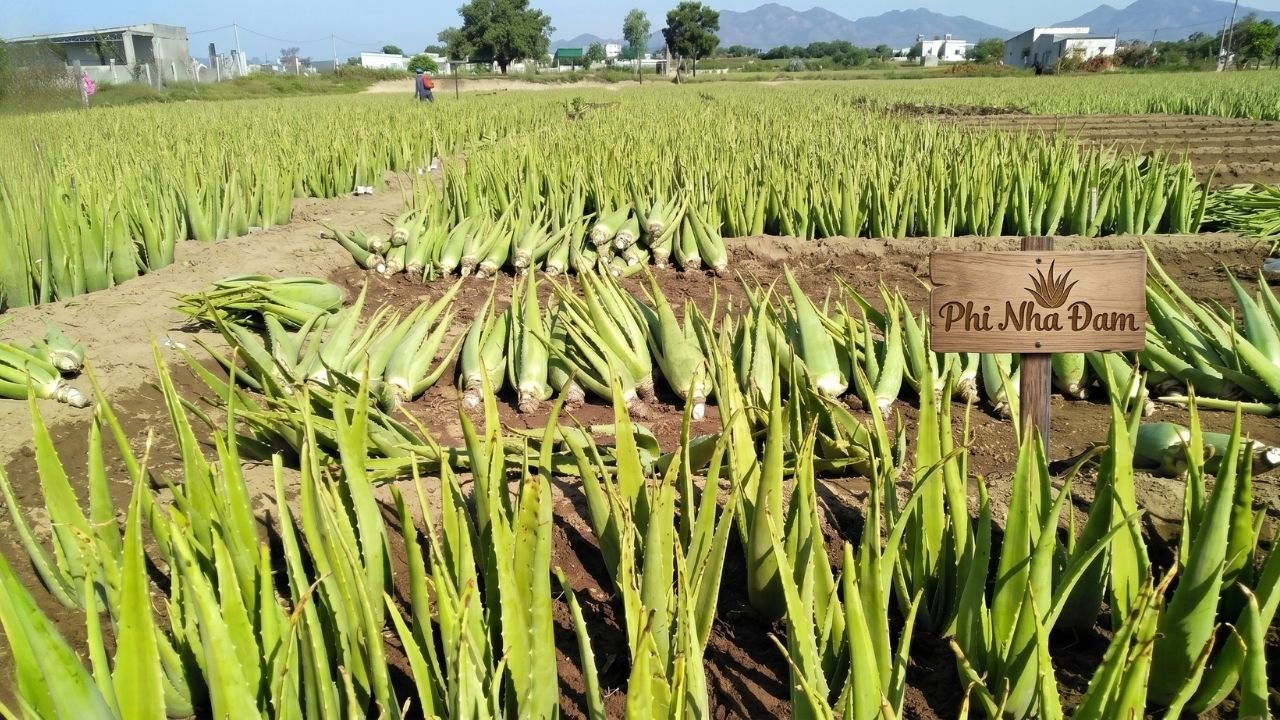 Kỹ thuật Đôn & Trồng Lại Cây Nha Đam Trưởng Thành 1
