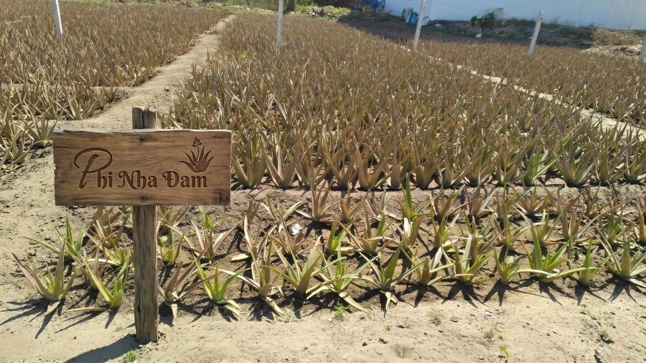 Cây nha đam trưởng thành thân cao cần được đôn rễ