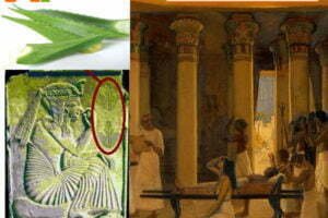 Nha Đam "Cây Trường Sinh" Theo Truyền Thuyết Ai Cập