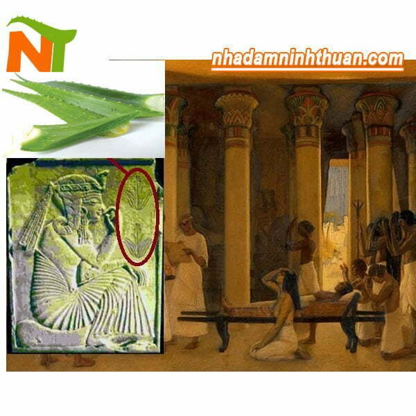 Nha Đam "Cây Trường Sinh" Theo Truyền Thuyết Ai Cập