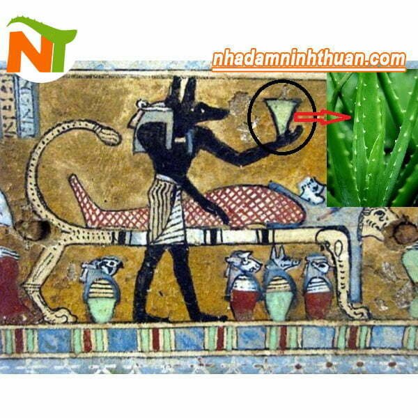 Nha Đam "Cây Trường Sinh" Theo Truyền Thuyết Ai Cập