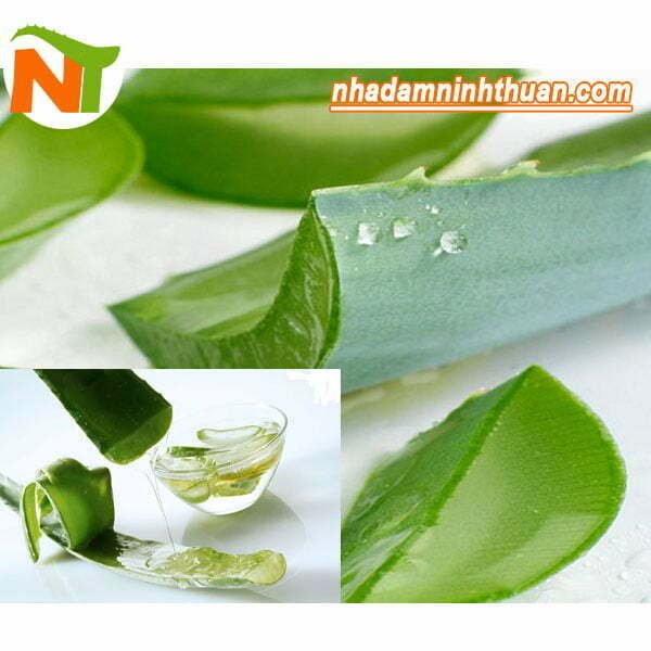 Nha Đam "Cây Trường Sinh" Theo Truyền Thuyết Ai Cập