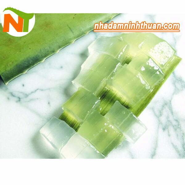 Nha đam "cây trường sinh" trong truyền thuyết và là dược liệu có nhiều công dụng giá trị thời hiện đại.