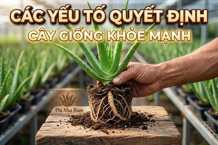 Các Yếu Tố Quyết Định Một Cây Giống Khỏe Mạnh