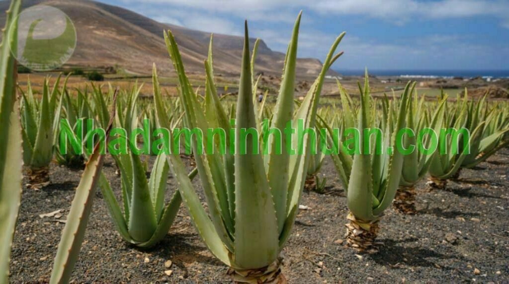 Cây Nha Đam Giống Thái 4