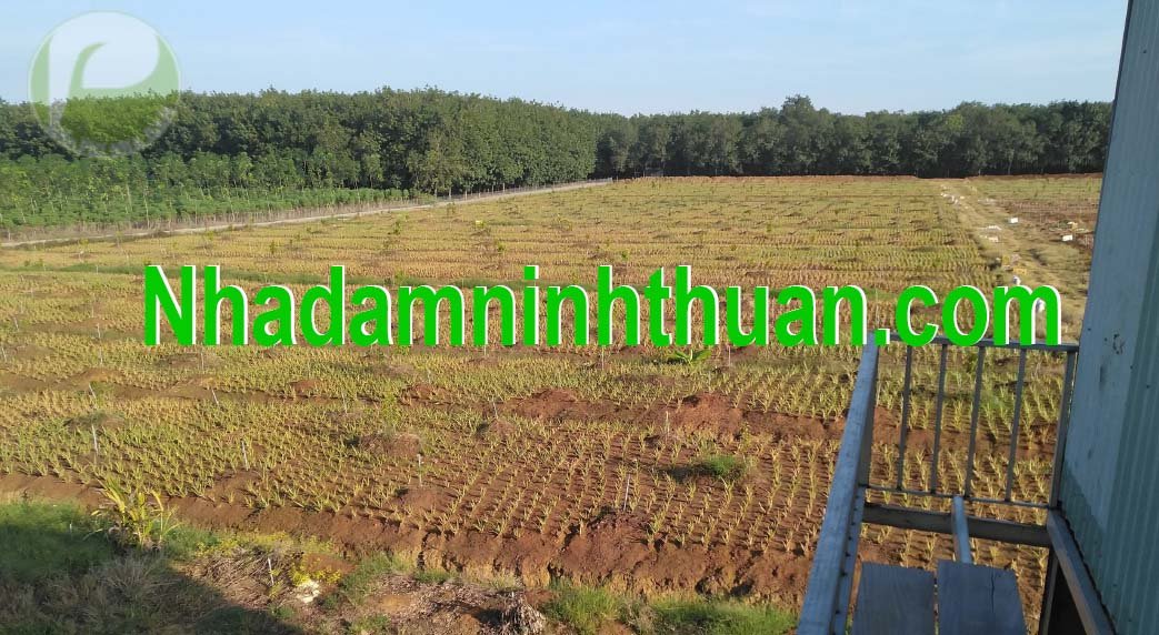 Cây Nha Đam Giống Thái aloe vera 03