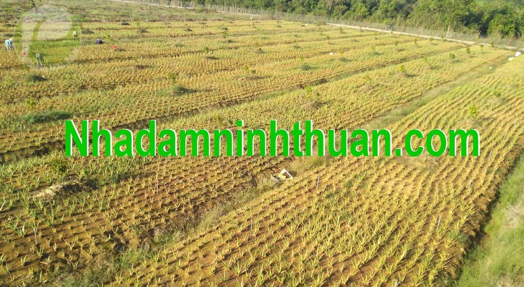 Cây Nha Đam Giống Thái aloe vera 04