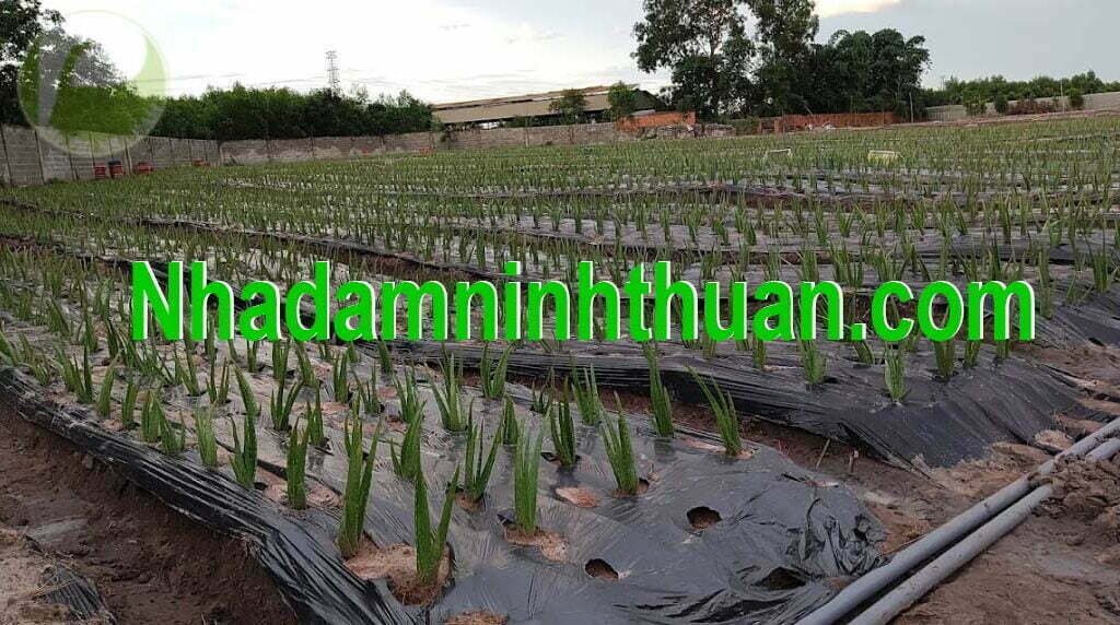 Cây Nha Đam Giống Thái aloe vera 05