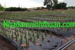 Cây Nha Đam Giống Thái aloe vera 05