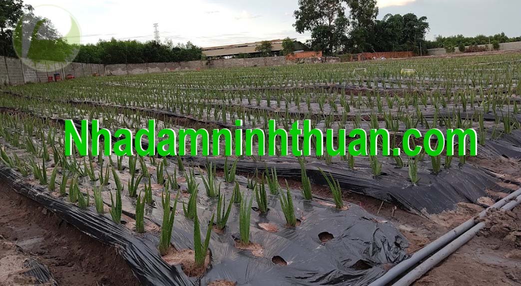 Cây Nha Đam Giống Thái aloe vera 05
