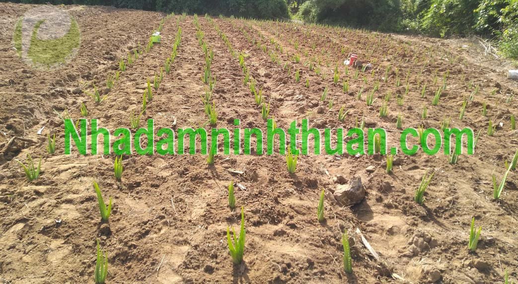 Cây Nha Đam Giống Thái aloe vera 07