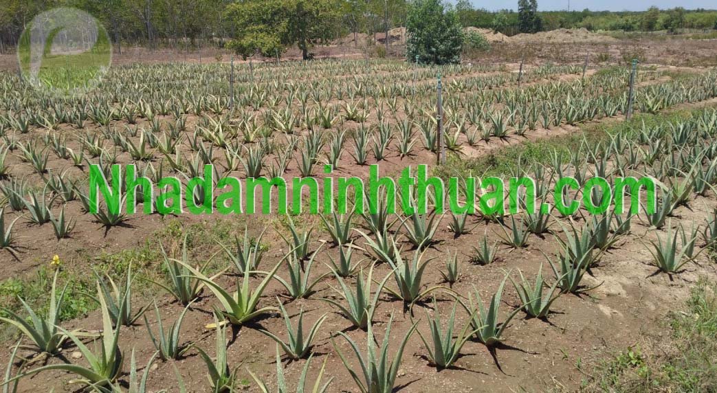 Cây Nha Đam Giống Thái aloe vera 08