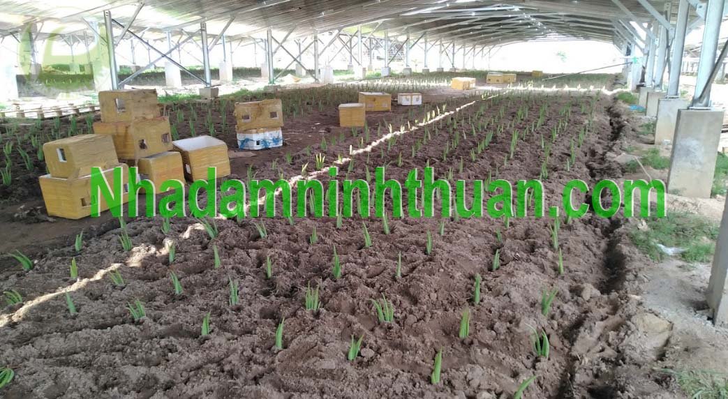 Cây Nha Đam Giống Thái điện mặt trời aloe vera 09