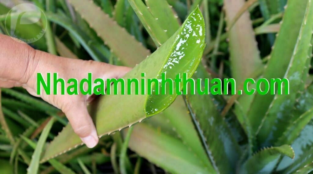 Cây Nha Đam Giống Thái aloe vera