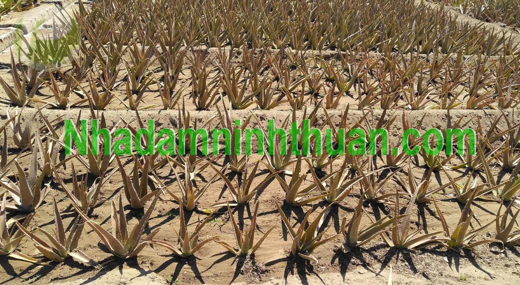 Cây Nha Đam Giống Thái héo xám 1