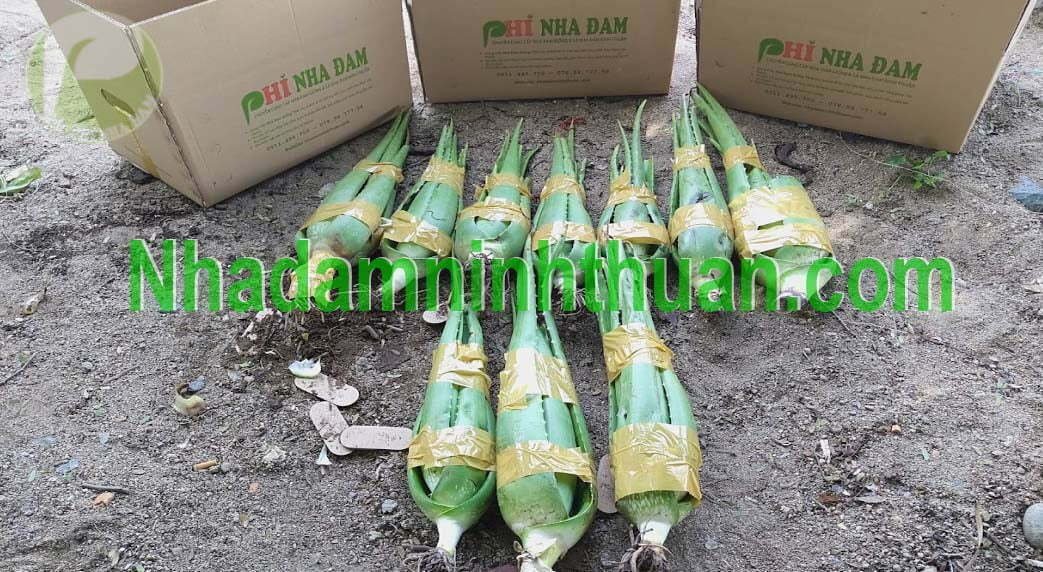 Cây Nha Đam Giống Thái lớn 1 năm tuổii aloe vera 9