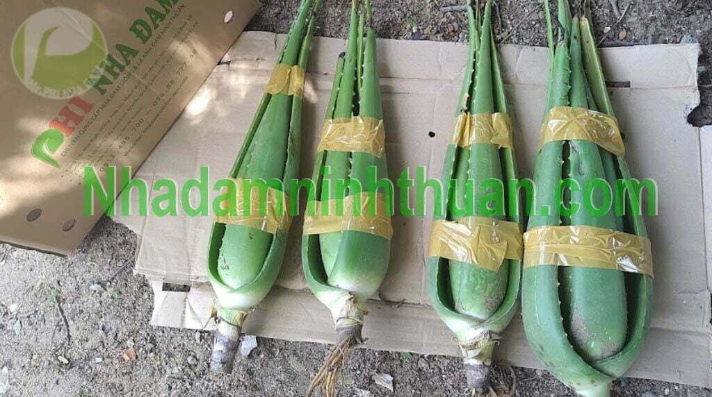 Cây Nha Đam Giống Thái lớn từ 6 tháng tuổi trở lên