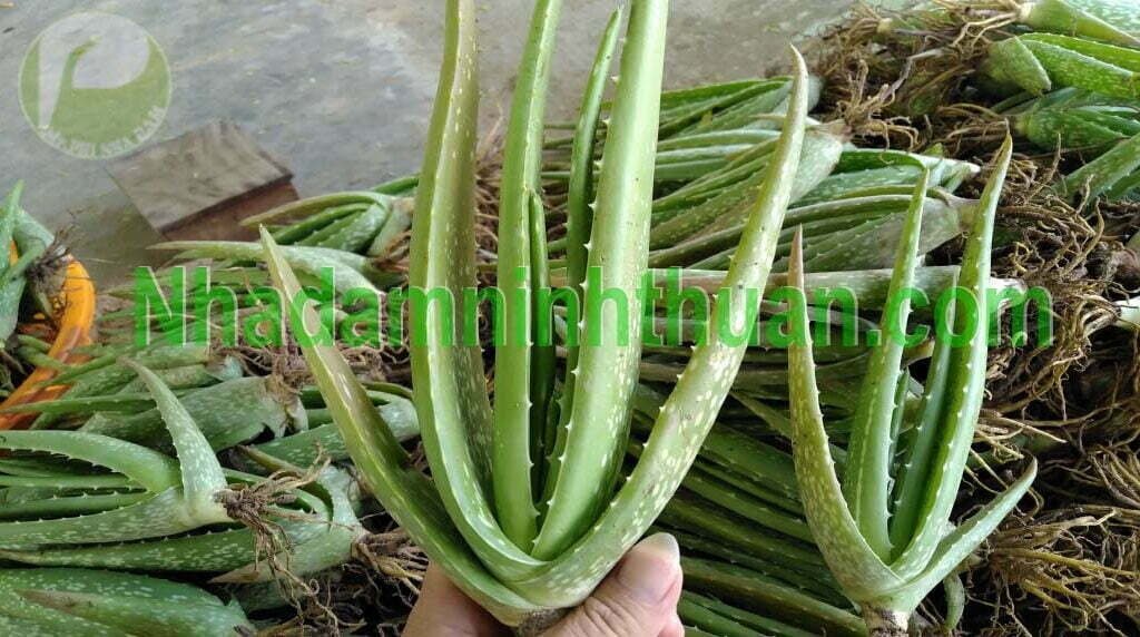 Cây Nha Đam Giống Thái ninh thuận