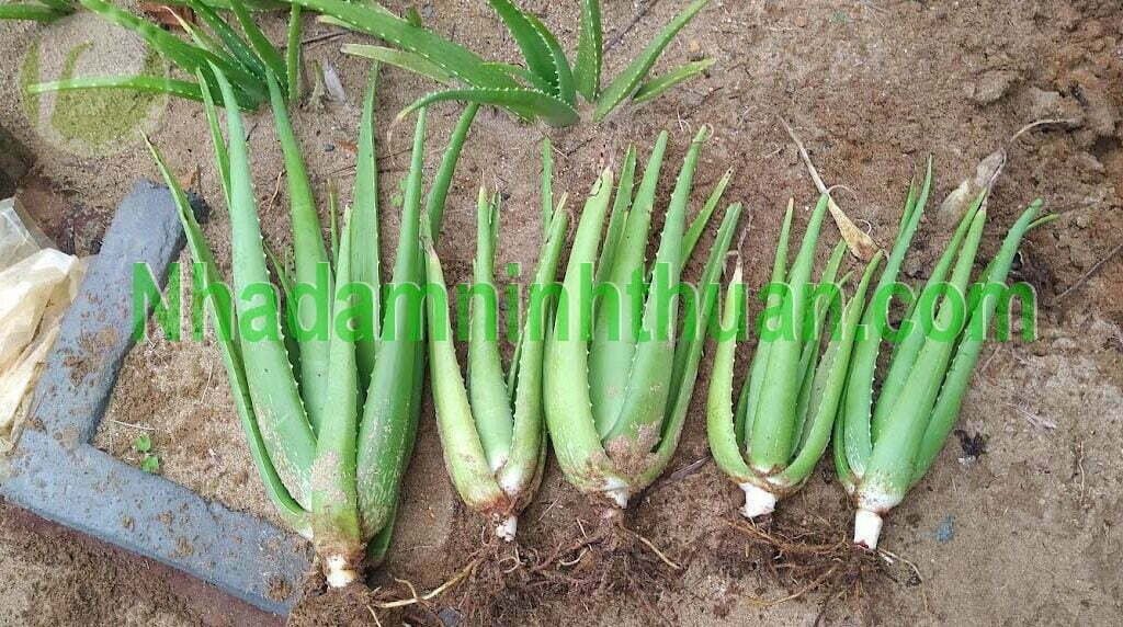 Cây Nha Đam Giống Thái tầm trung 6 tháng tuổi