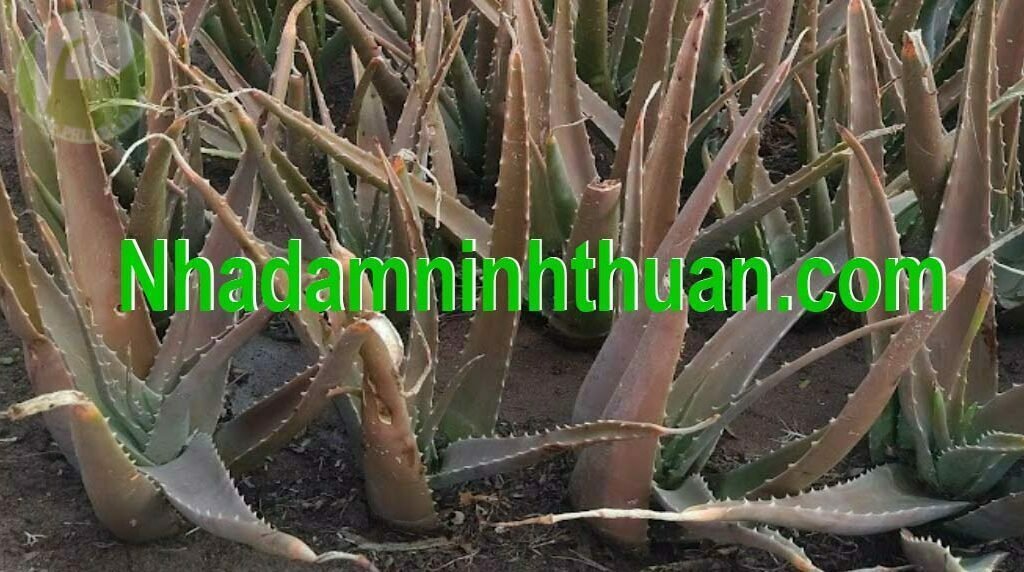 Cây Nha Đam Giống Thái xám xịt