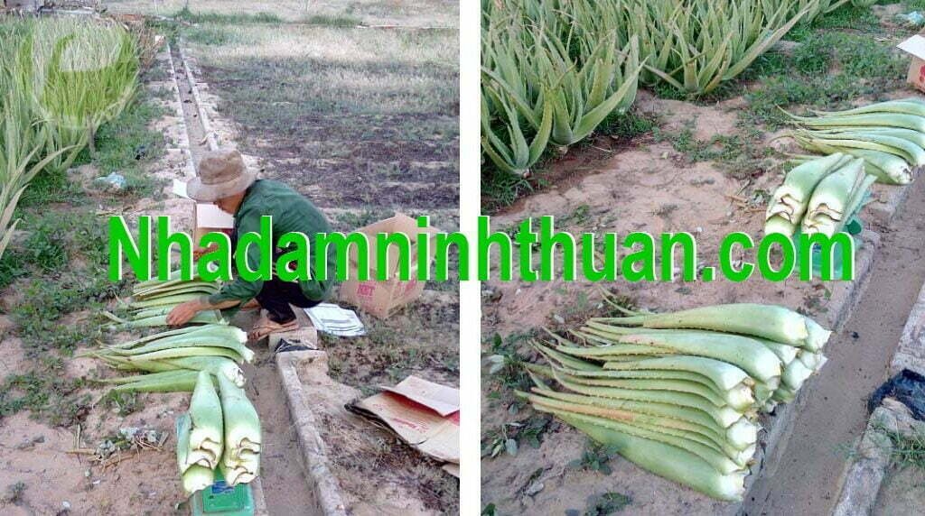 Đóng Lá nha đam hàng chợ cho khách